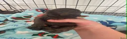 Toy Poodle dogs for sale: Gorgeous toy poodle puppies 🐶 for sale 😍  - Advert 7