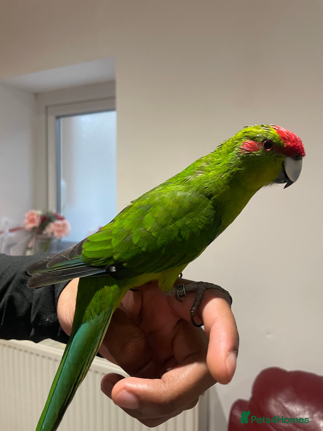 Parakeets birds for sale: Loving kakariki for sale🦜💗 - Advert 5