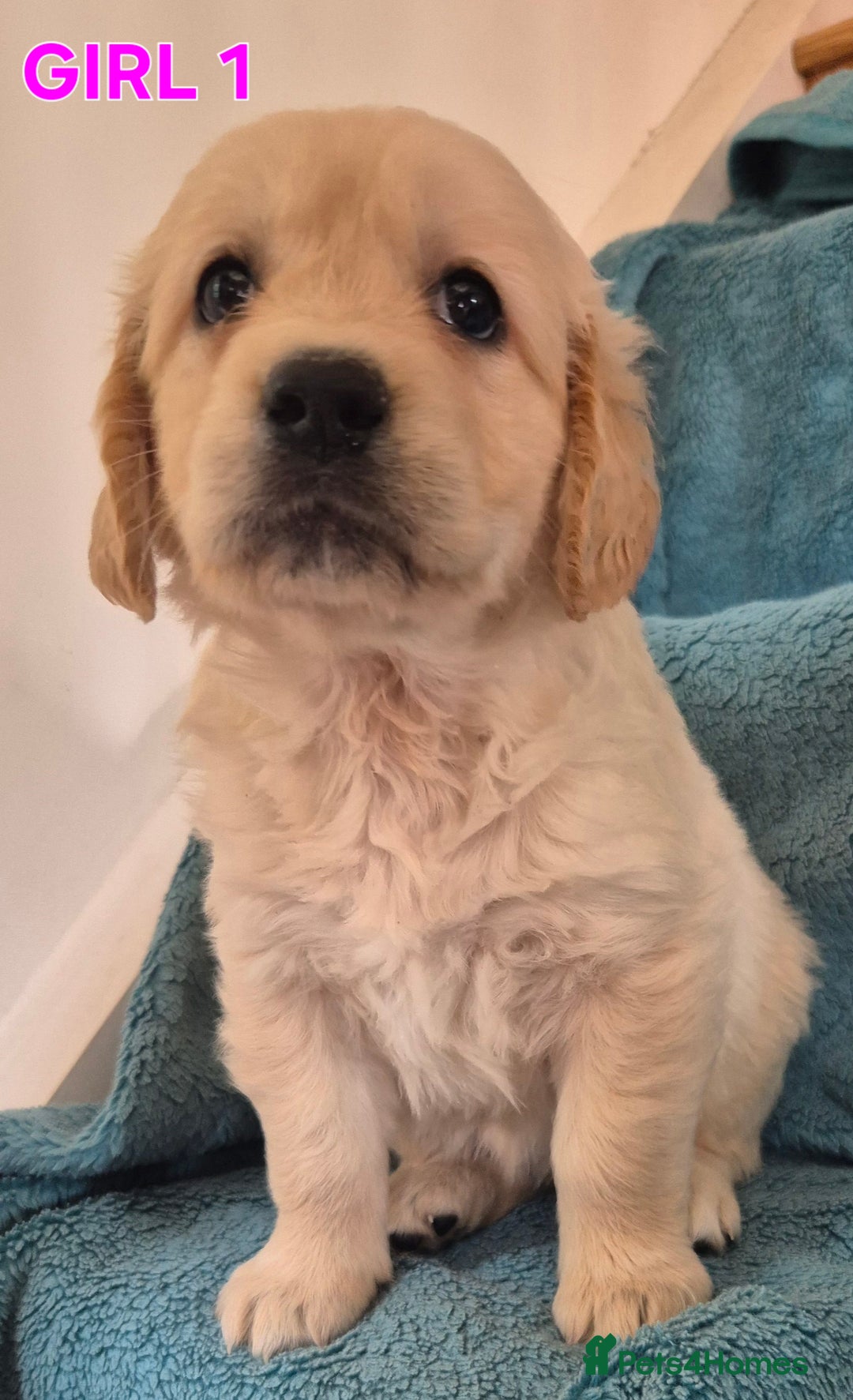 Golden Retriever dogs for sale: Show type Golden Retrievers health tested parents - Image 25