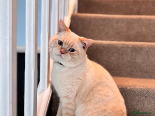 British Shorthair cats in London - Advert 36
