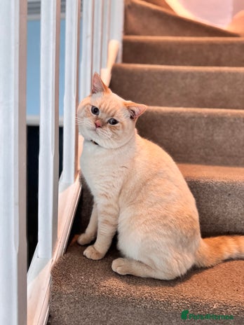 British Shorthair cats in London - Advert 16