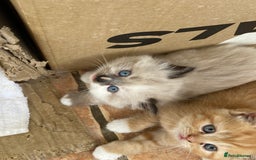 Persian cats for sale: Persian x - Image 2