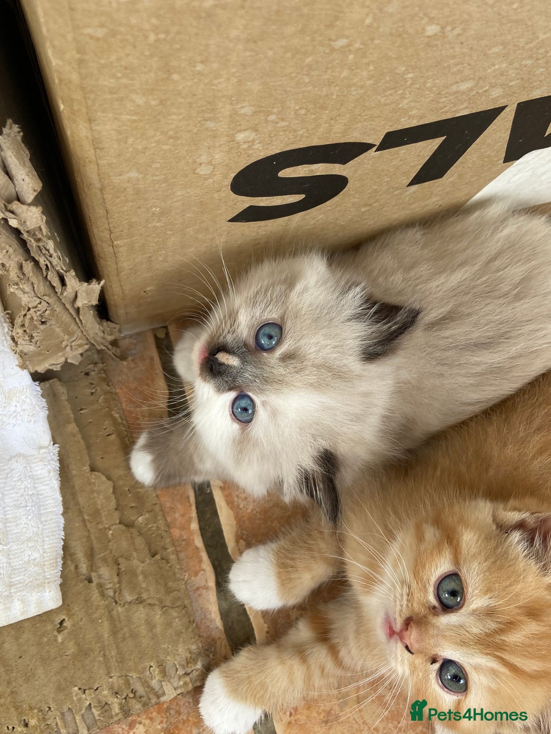 Persian cats for sale: Persian x - Image 2