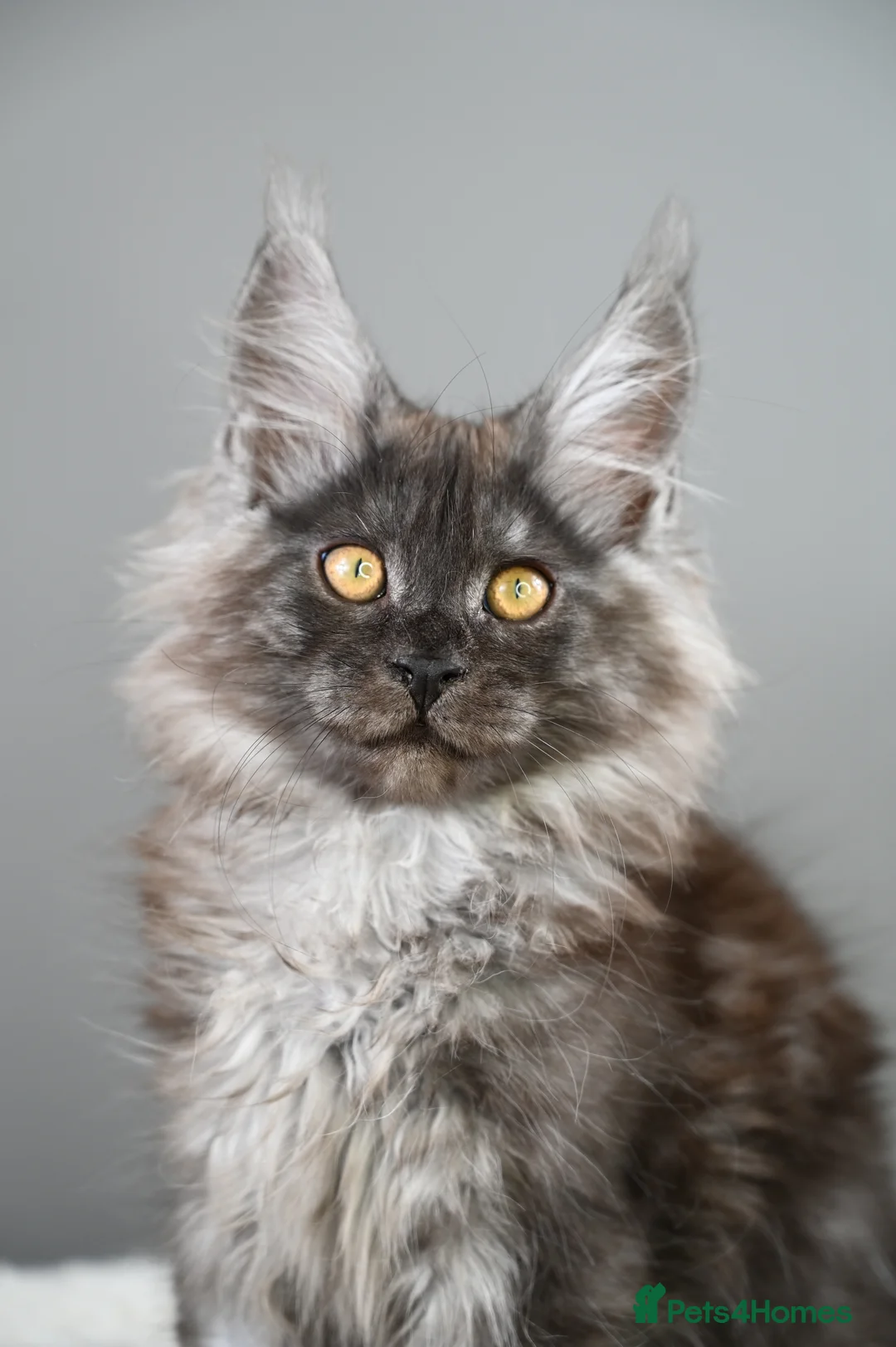 Maine Coon cats for sale: 3 Unique Kittens available - TICA registered  - Advert 18