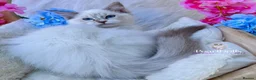 Ragdoll cats for sale: ⭐️AWARD WINNING GCCF CATTERY RAGDOLL KITTENS⭐️ - Advert 4