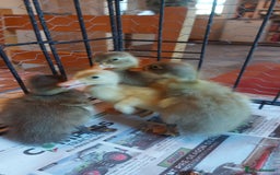 Ducks poultry for sale: Runner Ducklings - unsexed - Advert 4