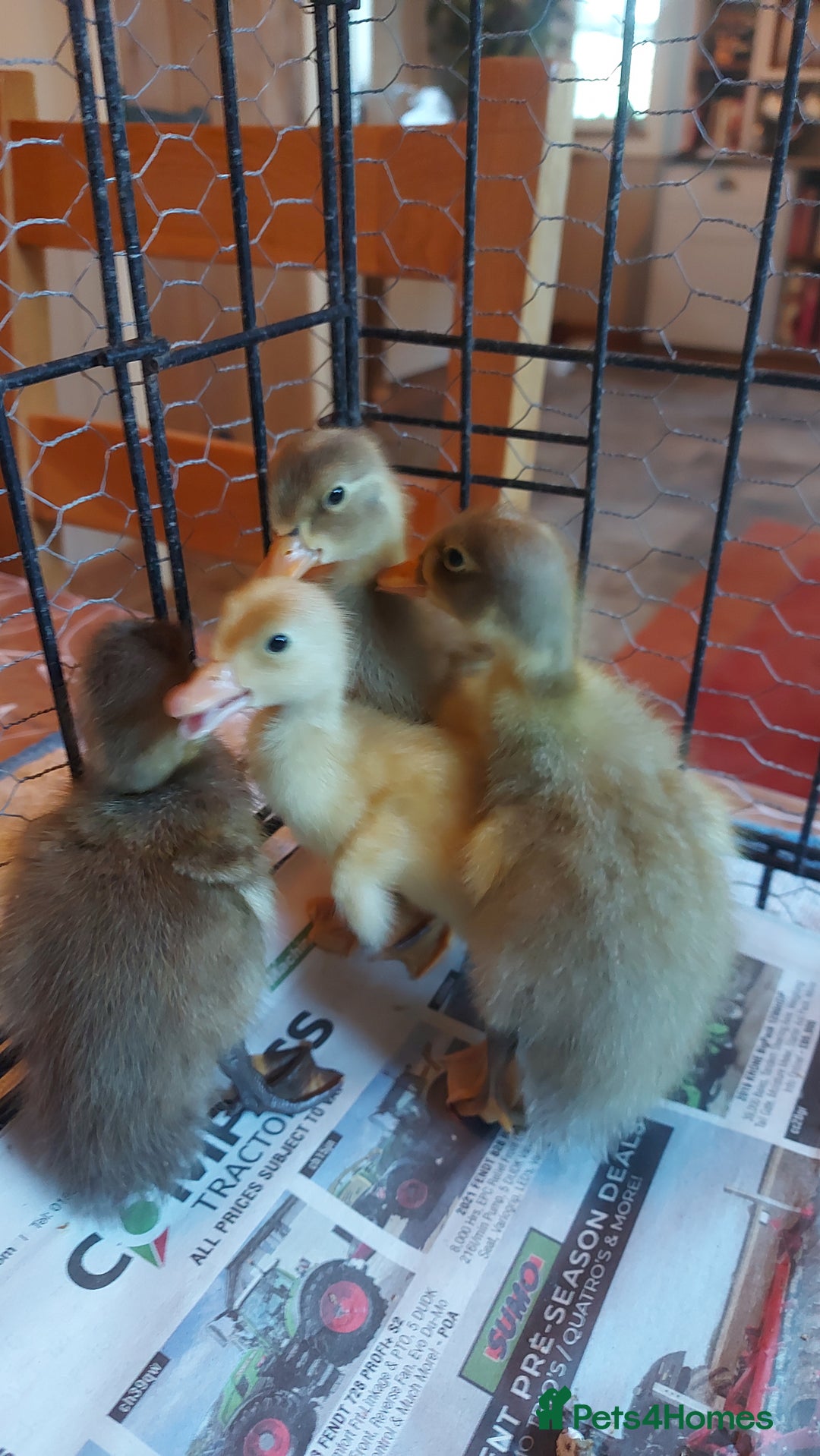 Ducks poultry for sale: Runner Ducklings - unsexed - Advert 4