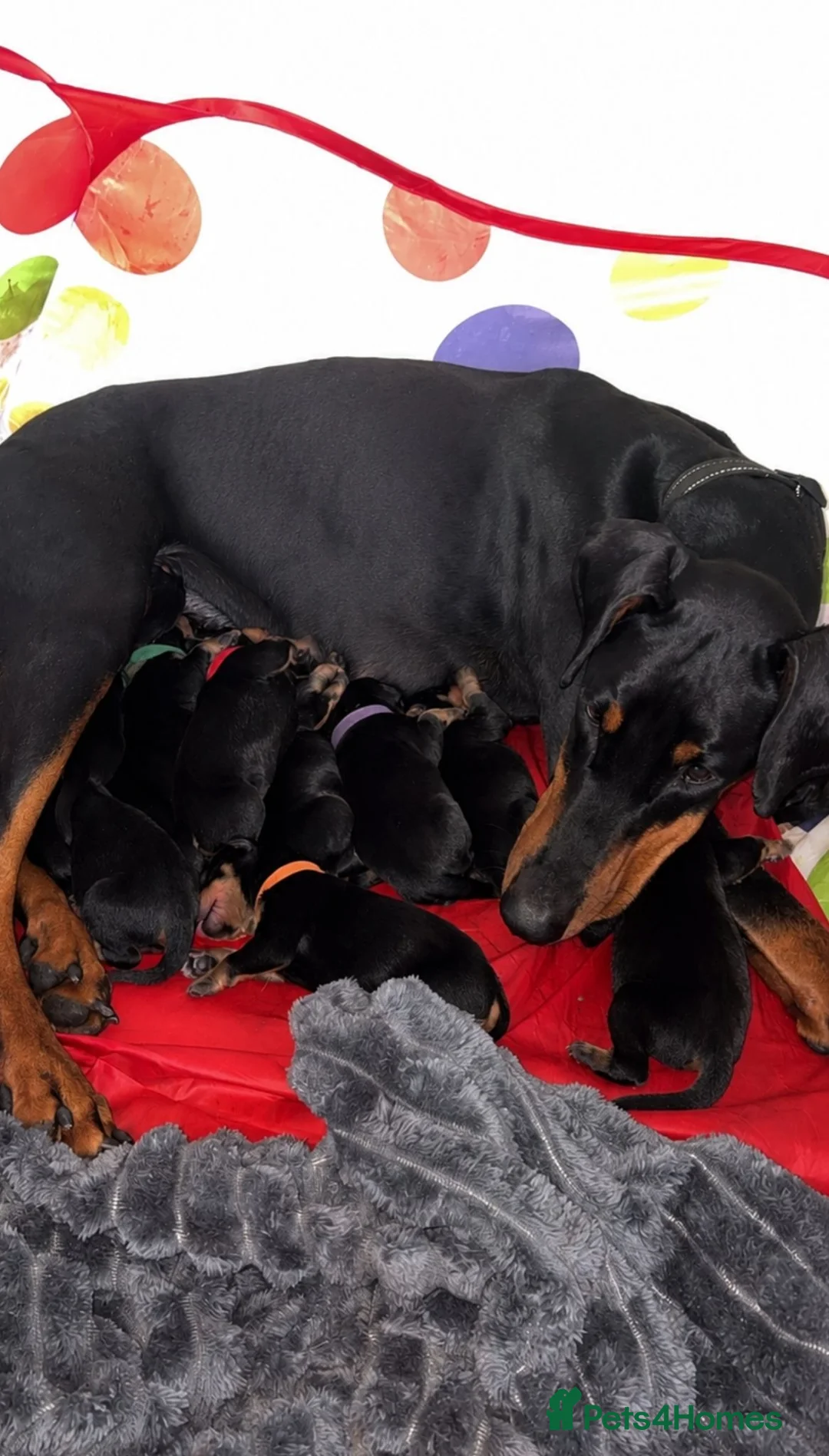 Dobermann dogs for sale: Beautiful Rotterman pups Doberman X Rottweiler - Advert 11