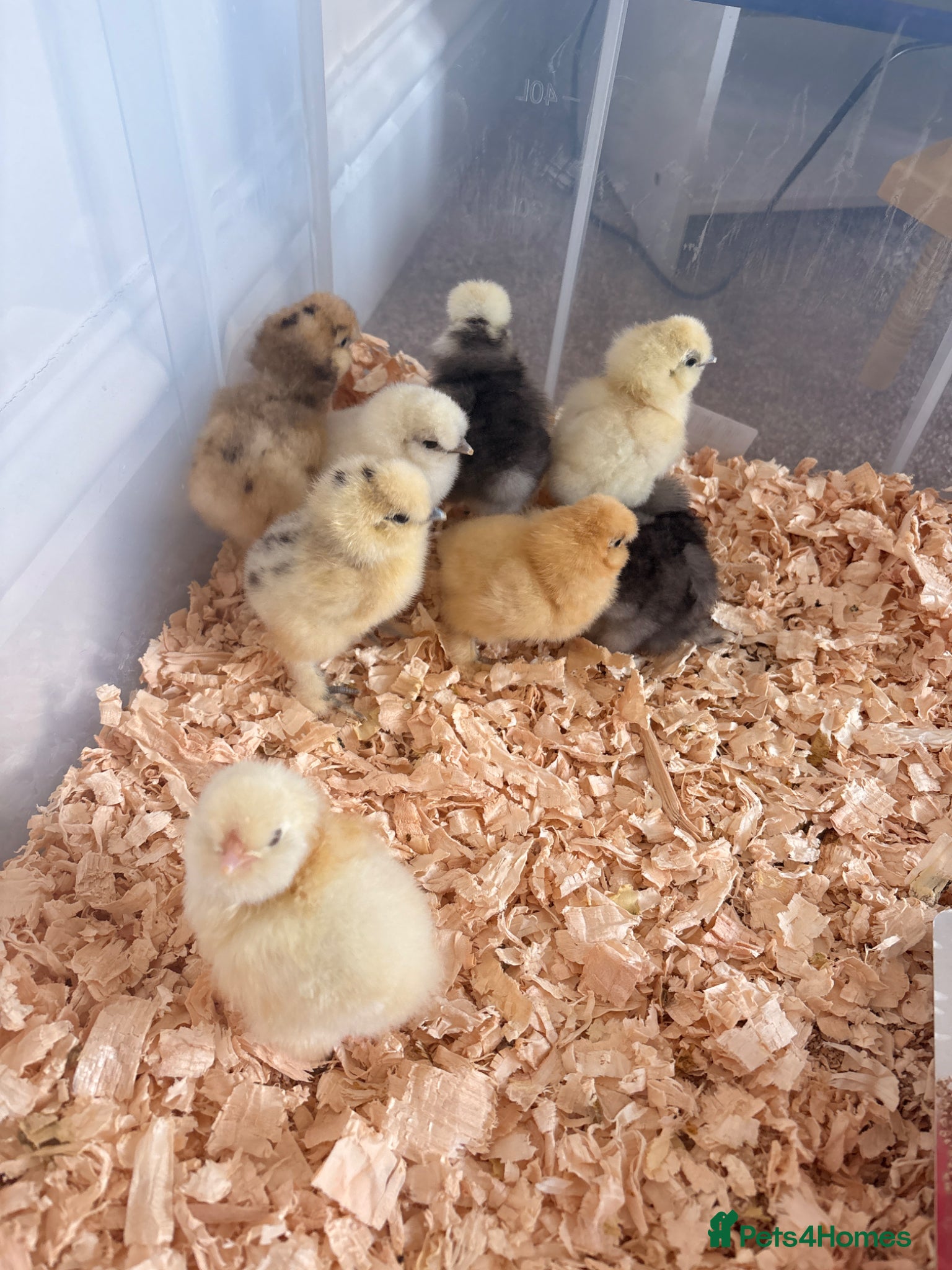 Chickens poultry for sale: Silkie chicks  - Advert 1