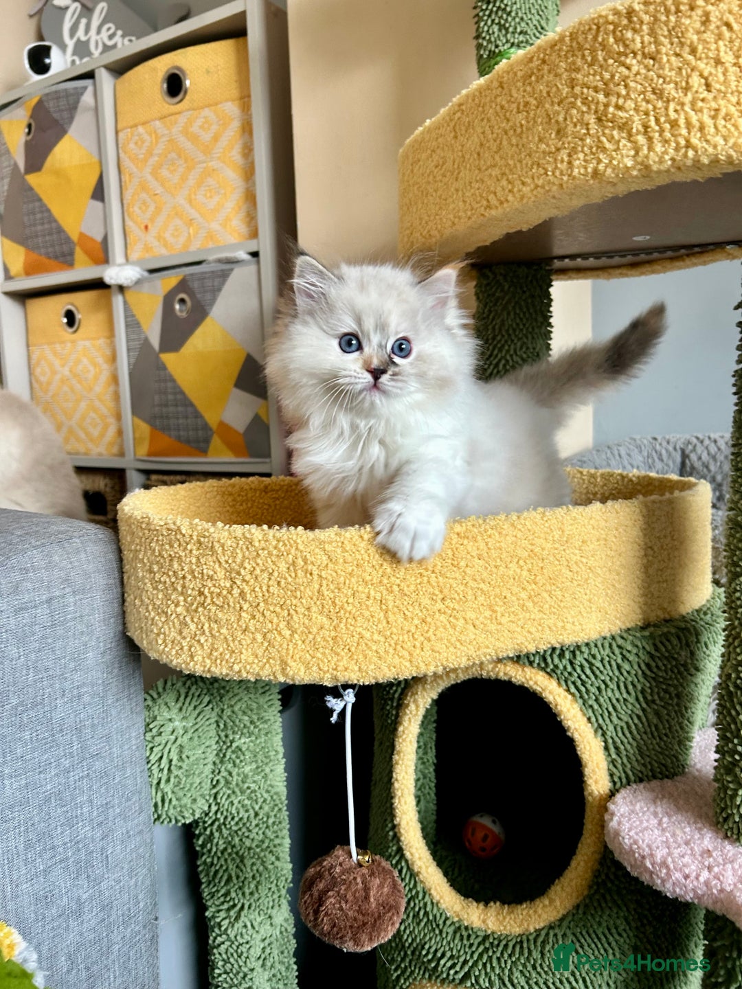 Ragdoll cats for sale: Stunning Ragdoll kitten SHOW/BREEDING -GCCF   - Image 37