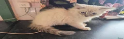 Mixed Breed cats for sale: Super fluffy ragdoll kittens. Cuddly teddy bears - Advert 7