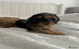 Cavapoo dogs for sale: Rare colour - stunning F1b Cavapoo  - Image 5