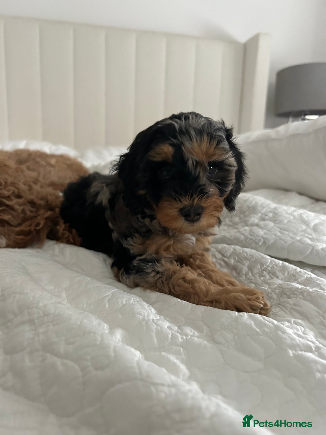 Cavapoo dogs for sale: Rare colour - stunning F1b Cavapoo  - Image 5