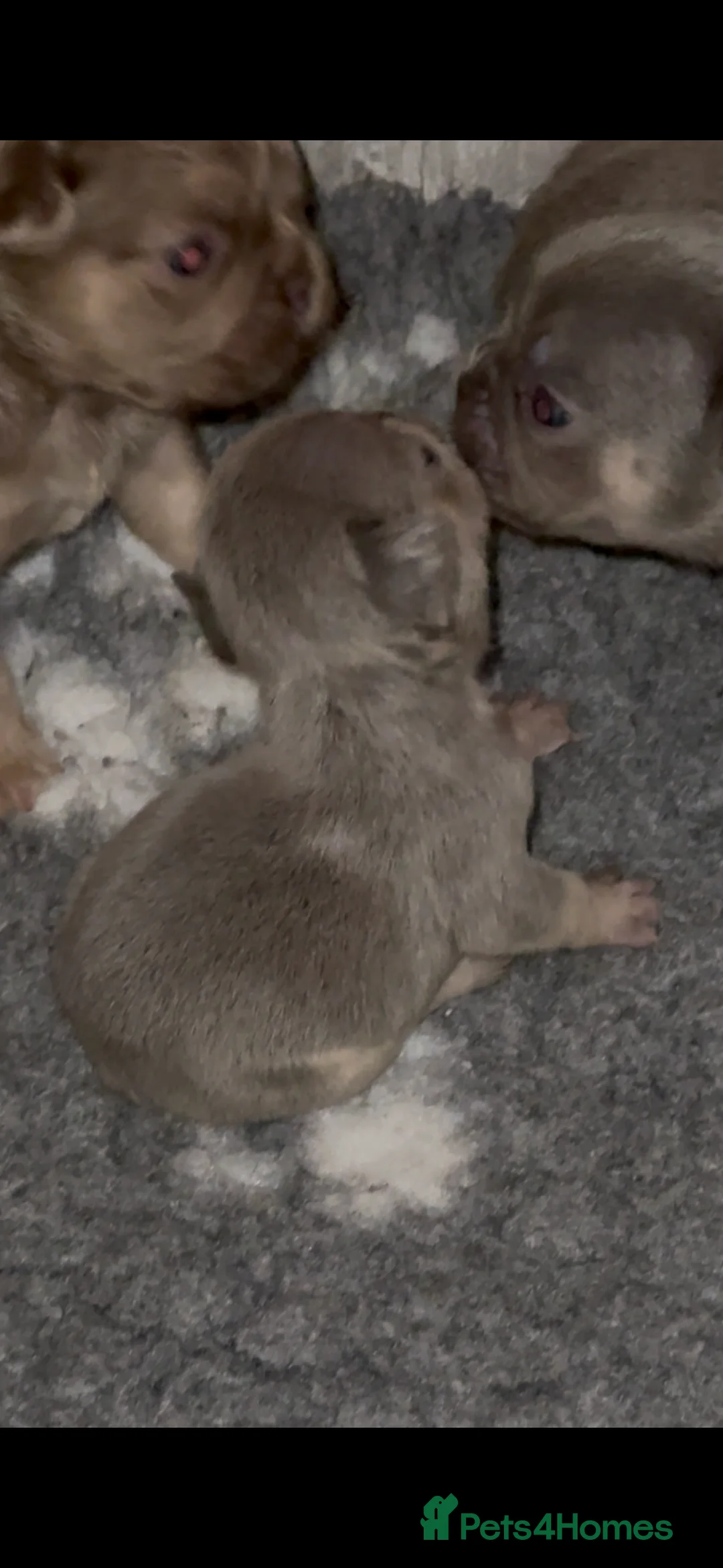 French Bulldog dogs for sale: ⭐️Gorgeous French Bulldog Puppies⭐️ - Advert 6