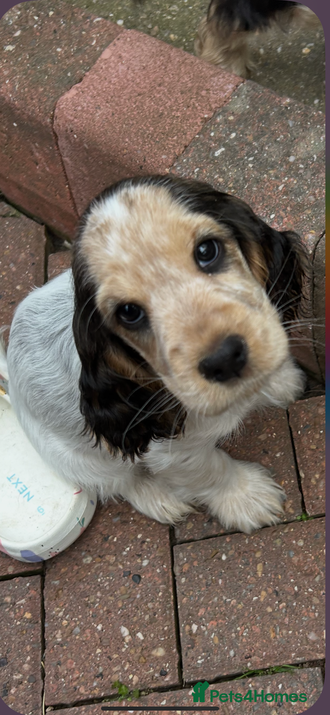 Cocker Spaniel dogs for sale: Sable cockerspaniel puppies - Image 21