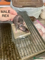 Rat rodents Baby Rats Male & Female - Advert 5