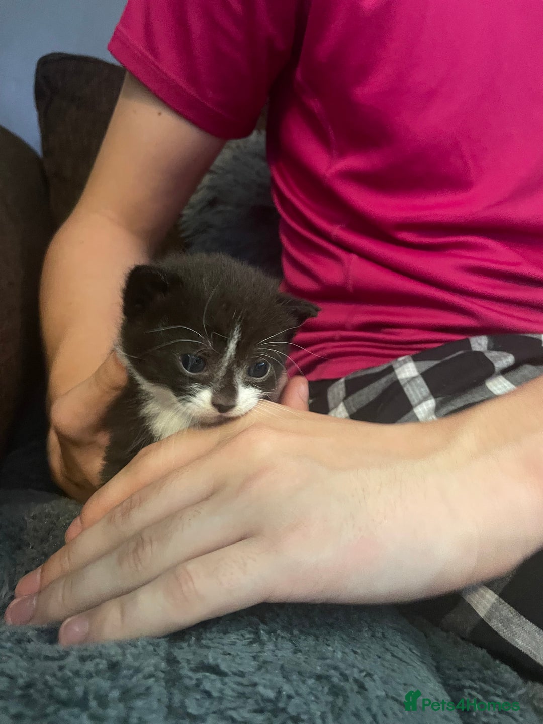 Mixed Breed cats for sale: Kittens For Rehoming  - Image 4