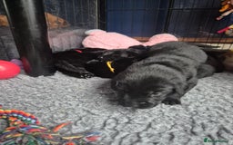 Labrador Retriever dogs for sale: Labrador/ retriever puppies  - Advert 5