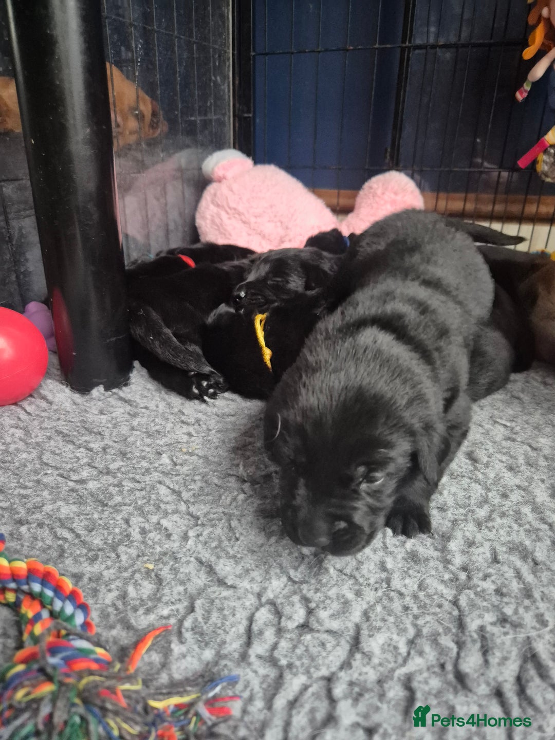 Labrador Retriever dogs for sale: Labrador/ retriever puppies  - Advert 5