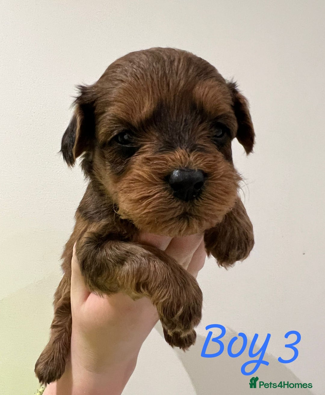 Havapoo dogs for sale: Havapoo Puppies - Advert 5