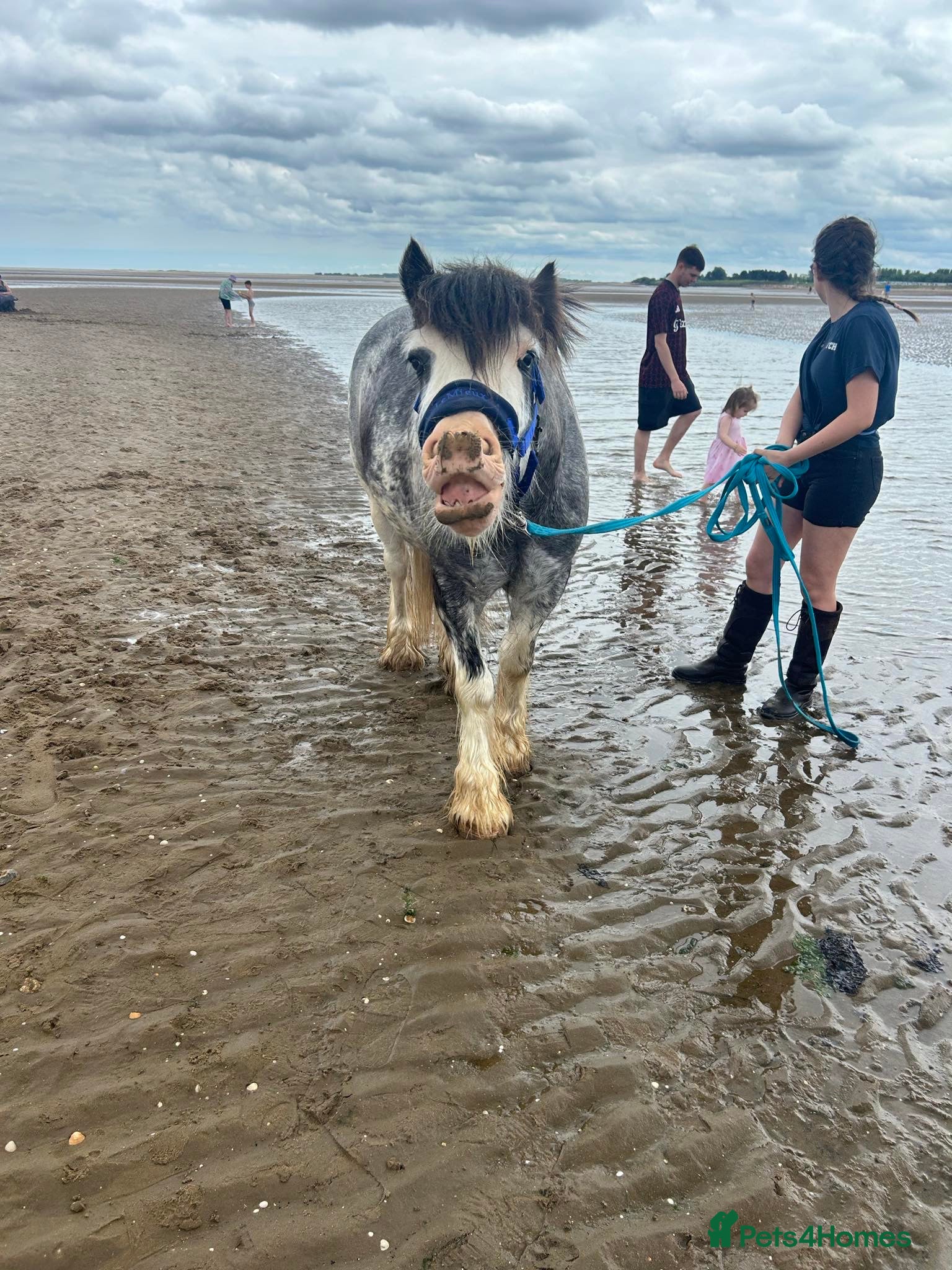 Irish Cob horses for sale: Norman  - Advert 30