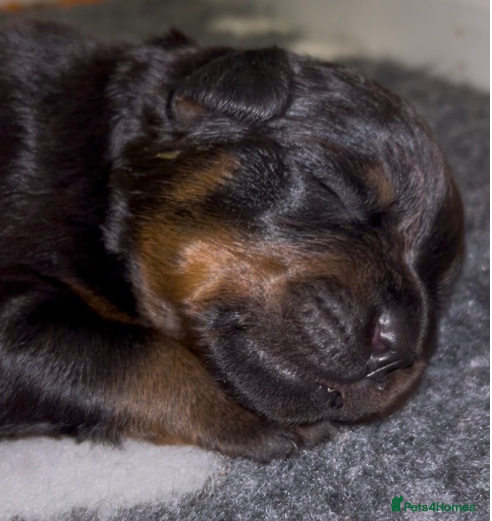 Rottweiler dogs Rottweilers kc top quality  - Advert 5