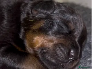 Rottweiler dogs Rottweilers kc top quality - Advert 5