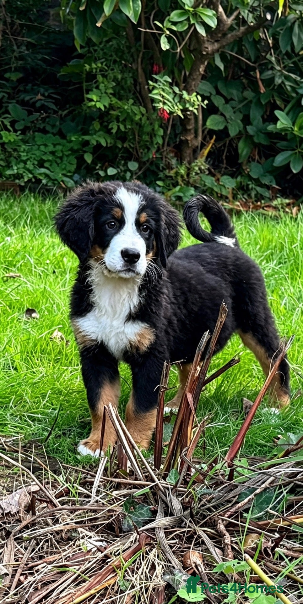 Bernedoodle dogs F1 Boy available  - Advert 4