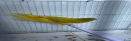 Mixed Breed birds for sale: Kakarikis  - Advert 13