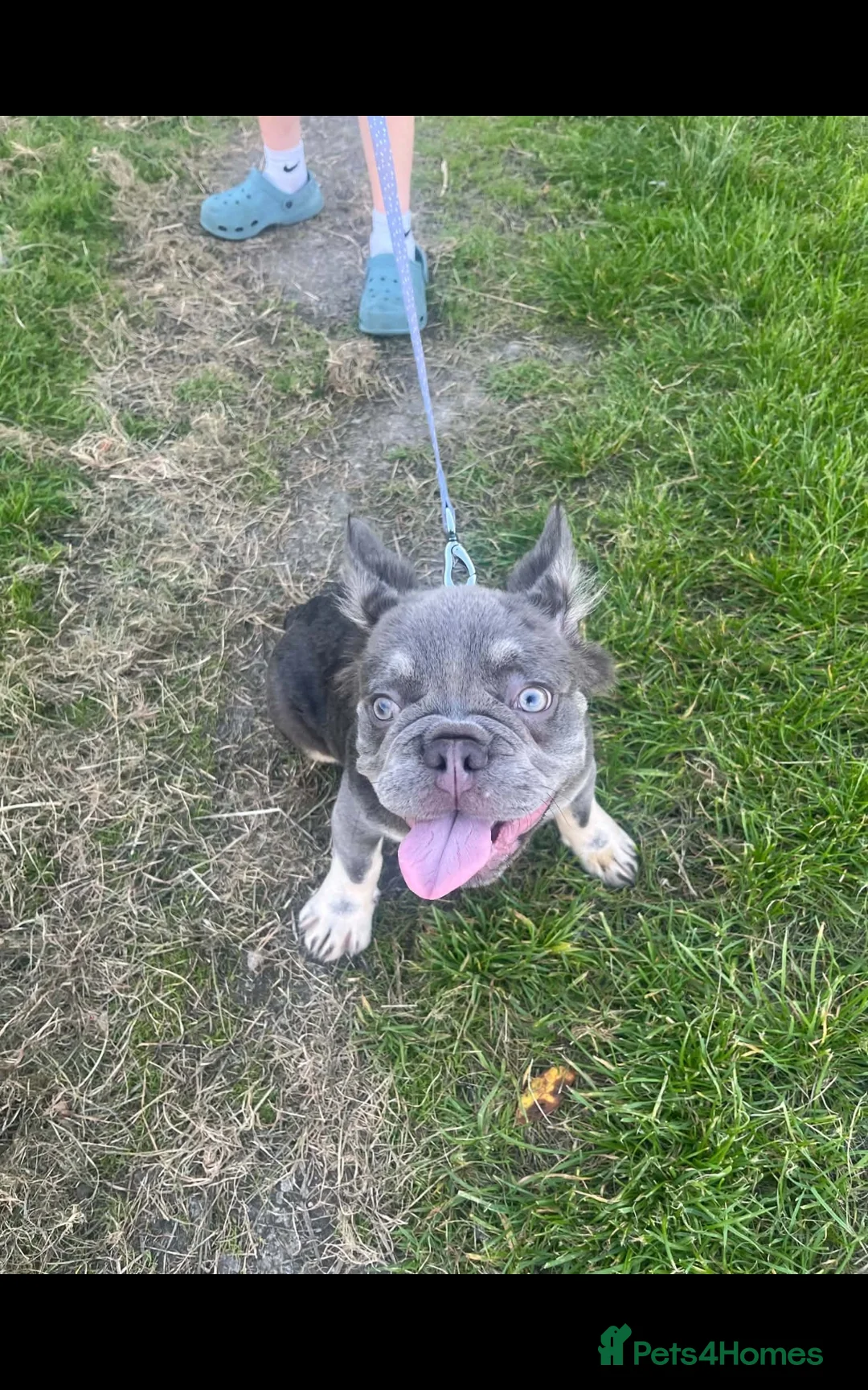 French Bulldog dogs for sale: FLUFFY FRENCHIES - Advert 4