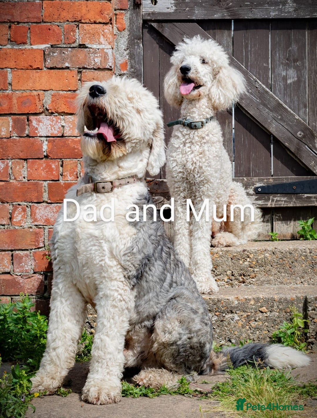 Sheepadoodle dogs for sale: Sheepadoodle Puppy 6 - *READY SOON* F1 health tested sheepadoodles  - Image 7