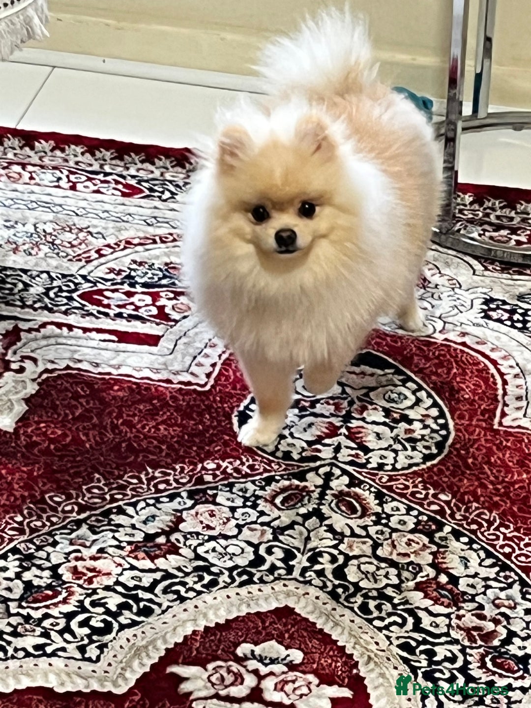 Pomeranian dogs for sale: 8 month old cute Pomeranian boy - Advert 7