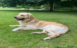 Golden Retriever dogs for sale: 3 White boys left show type - Image 5