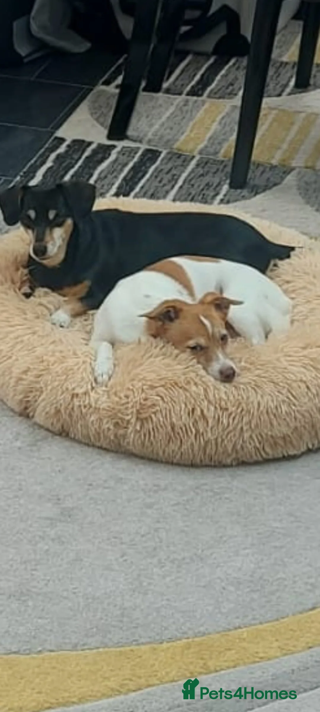 Mixed Breed dogs for adoption: URGENT FOSTER NEEDED: ❤️POPPY❤️Small 7 yo girl in Paignton - Advert 6