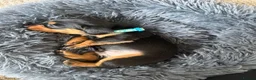 Dachshund dogs for sale: 🐾Beautiful Dachshund Puppies🐾 - Advert 17