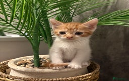 Aegean cats for sale: Aegean Kittens are looking for new home - Image 7