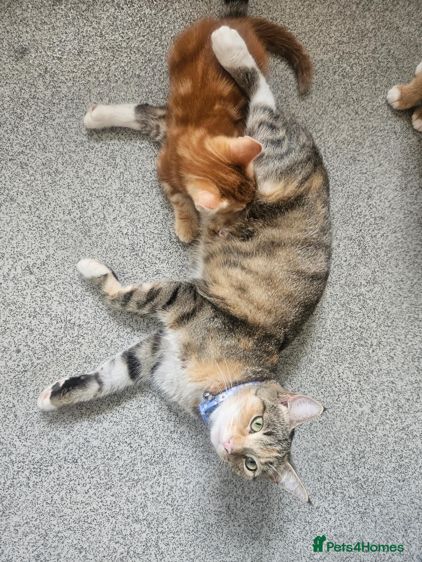 Mixed Breed cats Two ginger male kittens ready now - Advert 3