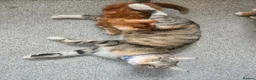 Mixed Breed cats for sale: Two ginger male kittens ready now - Advert 1
