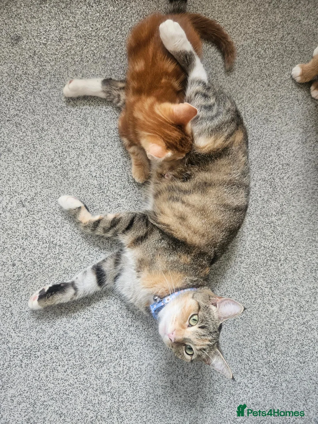 Mixed Breed cats for sale: Two ginger male kittens ready now - Advert 1