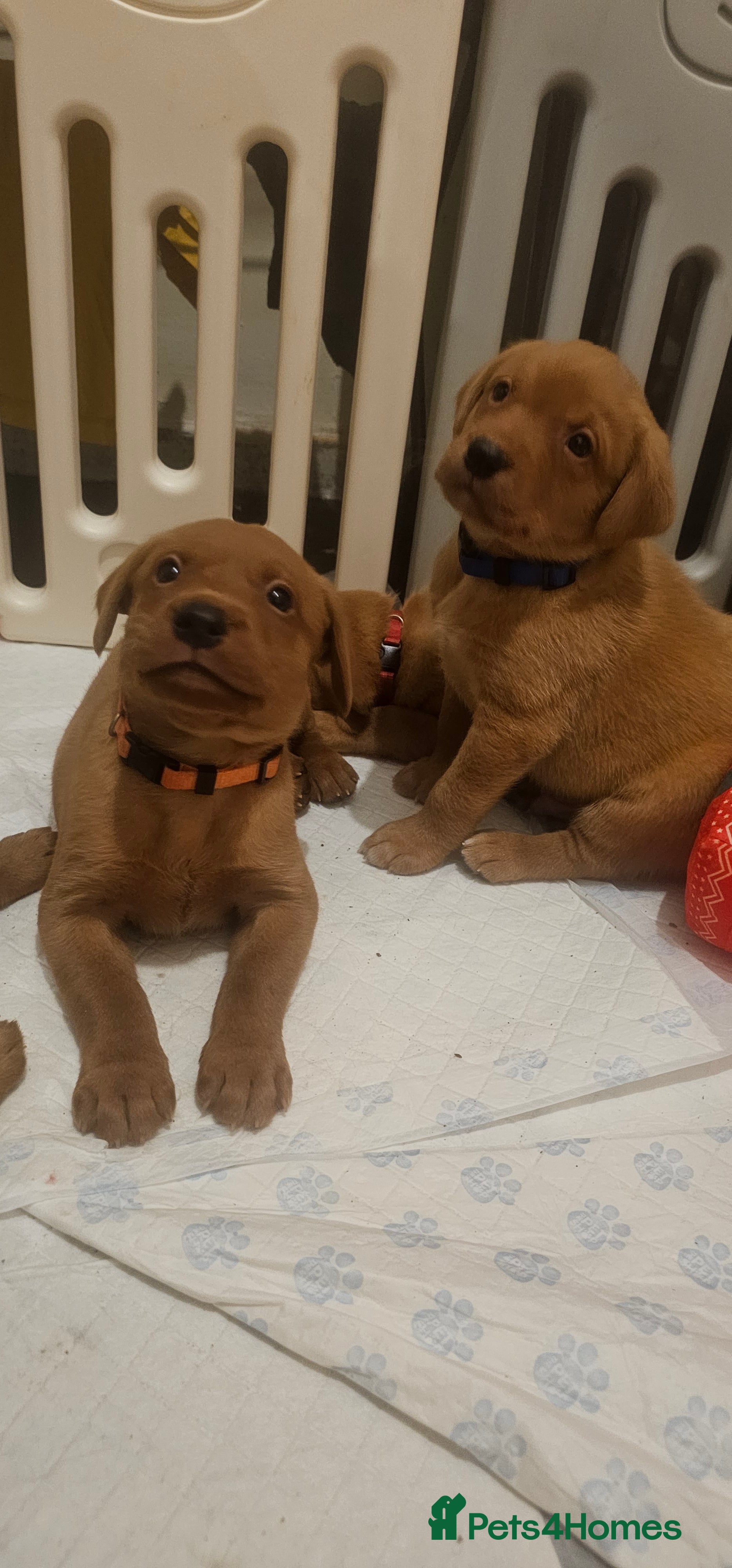 Labrador Retriever dogs KC Chunky Fox Red Labrador Puppys - Advert 1