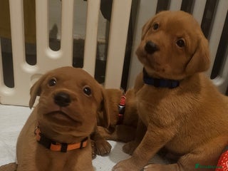 Labrador Retriever dogs KC Chunky Fox Red Labrador Puppys - Advert 1