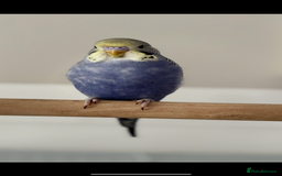 Budgerigars birds for sale: 2x budgies with complete set up cage purple blue - Image 5