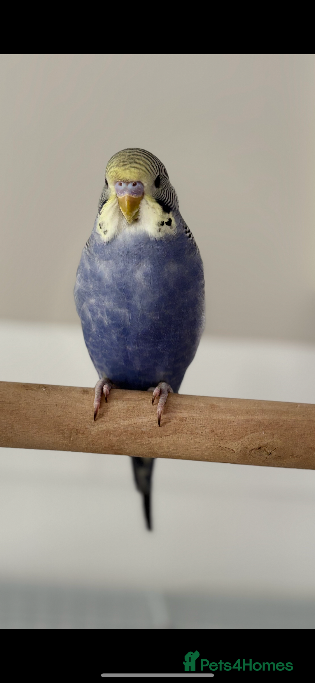 Budgerigars birds for sale: 2x budgies with complete set up cage purple blue - Image 5