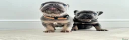 French Bulldog dogs for sale: ⭐️ 3 French bulldogs carrying L4 Fluffy 🧬 ⭐️ - Advert 17