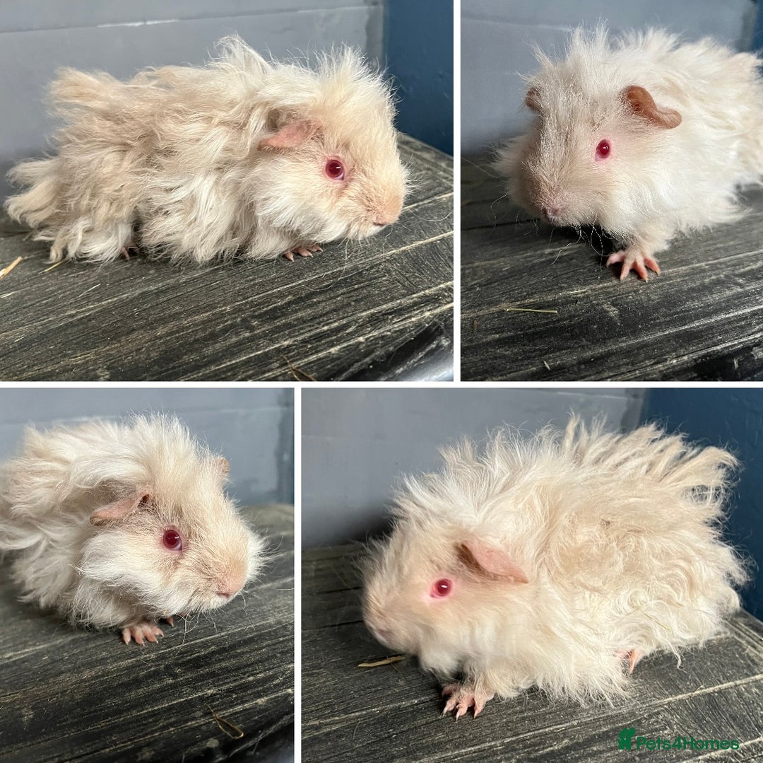 Guinea Pig rodents for sale: Guinea Pig Swiss and Lunkarya Boars  - Image 3