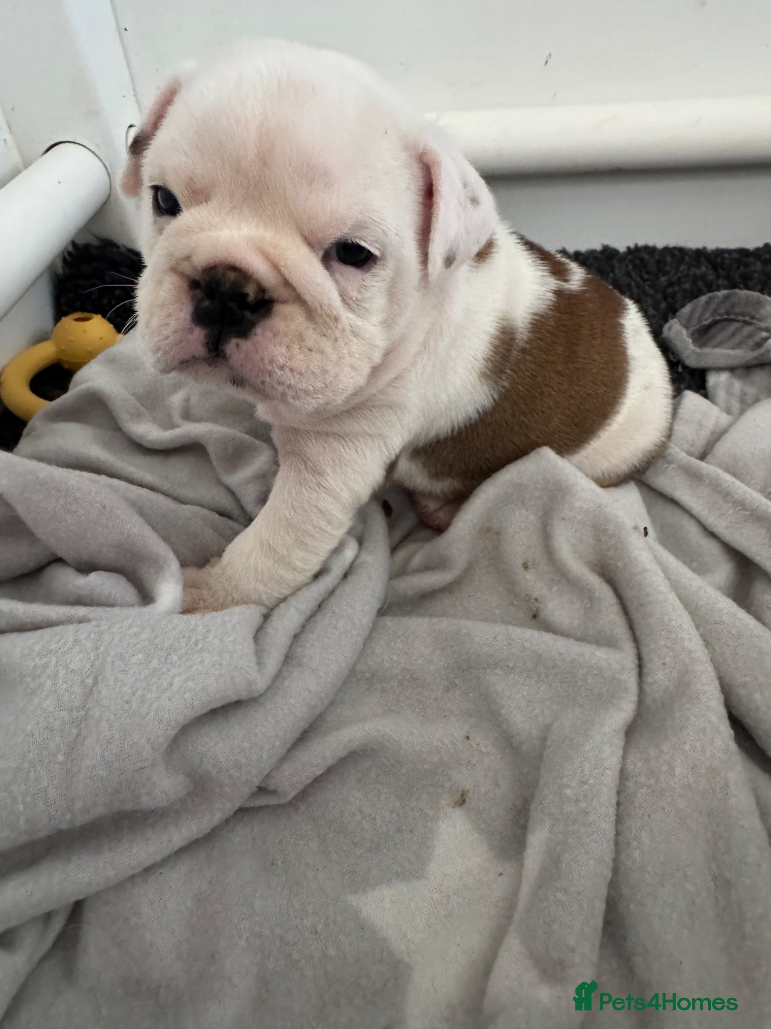 English Bulldog dogs KC REGISTERED Red/White English Bulldog Puppies  - Advert 3