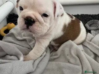 English Bulldog dogs KC REGISTERED Red/White English Bulldog Puppies - Advert 3