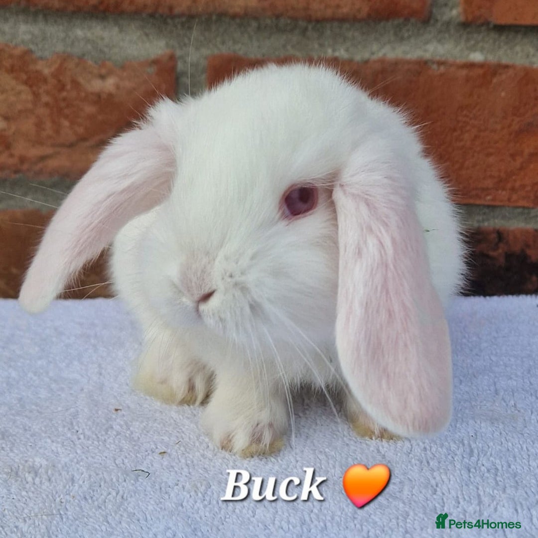 French Lop rabbits for sale: Beautiful French Lops - Image 8