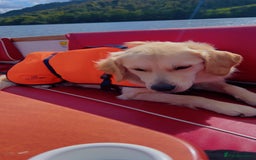 Golden Retriever dogs for sale: Handsome 10 month old Golden Retriever. in Slough - Image 3