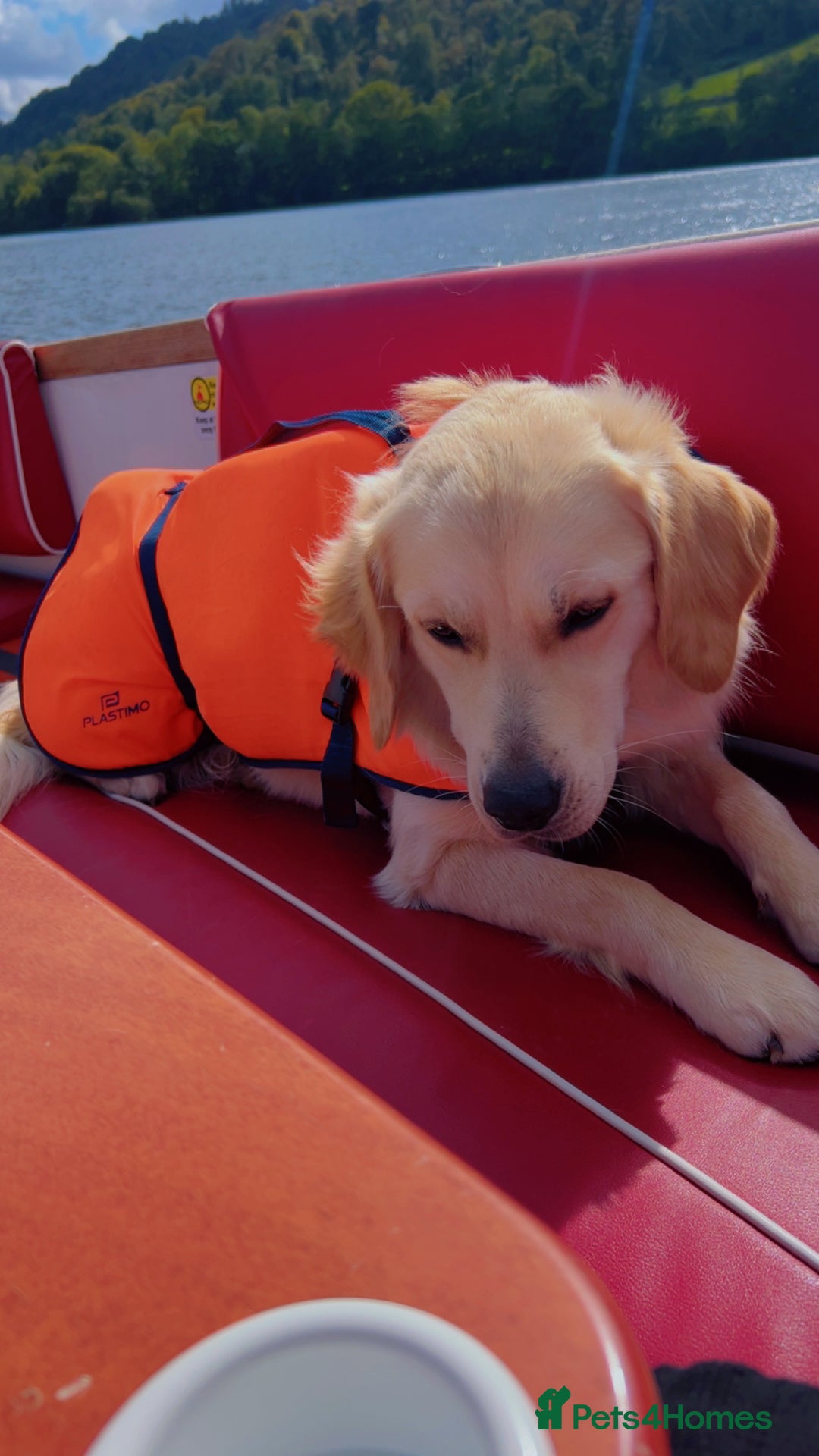 Golden Retriever dogs for sale: Handsome 10 month old Golden Retriever. in Slough - Image 3